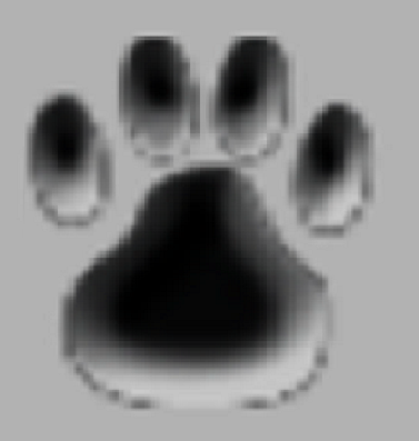 Seal Dog Foundation