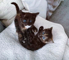 Cats For Sale In England Page 3 48 Gumtree