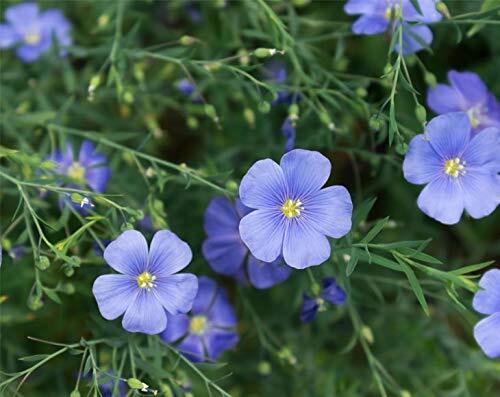 Organic Brown Flax Seeds — Whole, Non-GMO, Kosher, Raw, Dried, Bulk