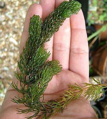 3 Pack Hornwort Bundle Live Aquarium Plants