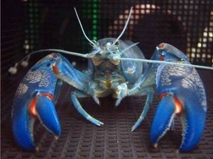 Aquaponics australia yabbies 