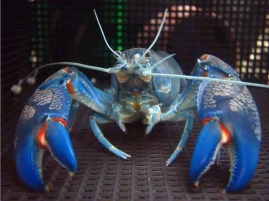 yabbies for sale great for pets or your aquaponics system