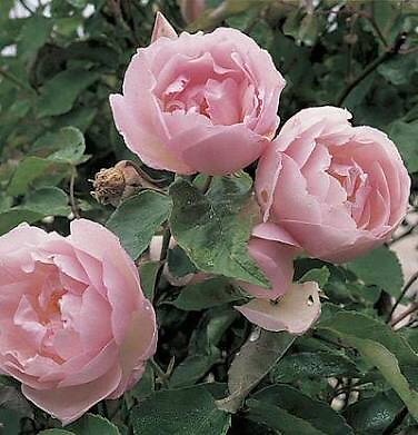 ROSE 'DUCHESSE DE BRABANT' (Montville Rose) (HunchyQLD | Plants