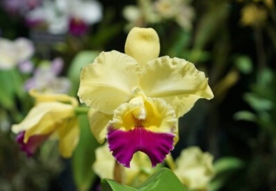 Rlc Goldenzelle  Sandra  X Cattleya Melody Fair  Carol   Orchid Hybrid 1.5  Pot