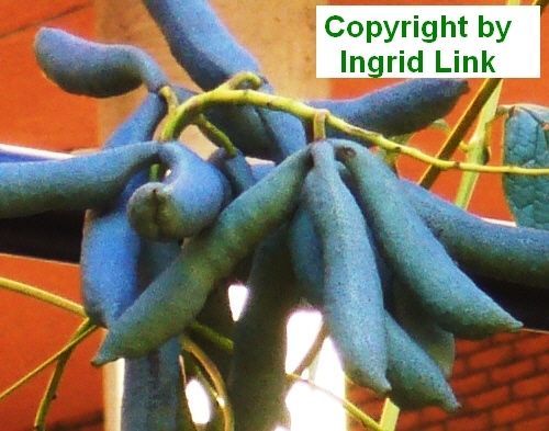 Samen Winterhart: Der Tolle Blaugurken-Baum Hat Blaue, Essbare Gurken - VerrÃ¼Ck