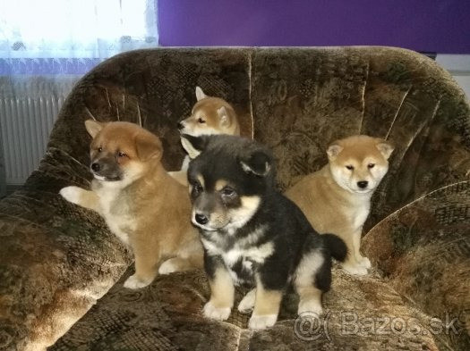 Stunning Shiba Inu Puppies For Sale In Sheffield South Yorkshire Gumtree