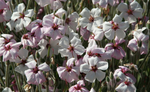 excellenceflower