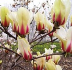 magnoliat2