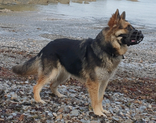 Long Haired German Shepherd 10 Months Old In Norwich Norfolk