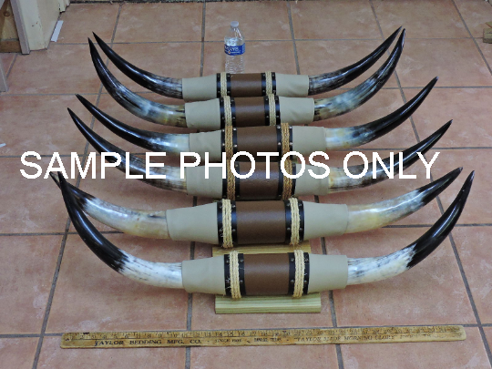 MOUNTED STEER BULL HORNS 3'0"- 3'5" TIP TO TIP (1 SET) COW BULL HORNS LONGHORNS
