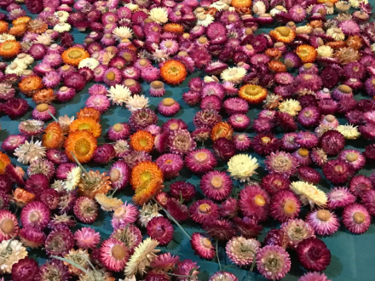 A pack of Assorted Strawflowers (dried) ready for use crafting