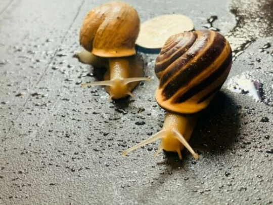 Live Land Snails, 2 Milk Snails Otala ...