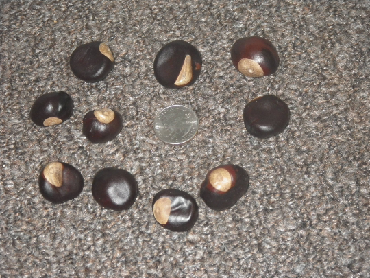 2018 Buckeye Nuts seeds Varied Sizes Ohio 25 per order Many Sizes