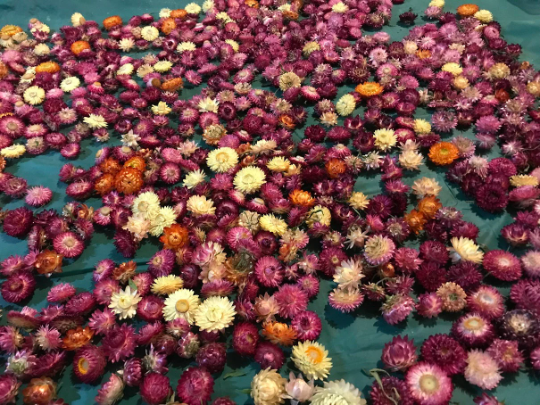 A pack of Assorted Strawflowers (dried) ready for use crafting