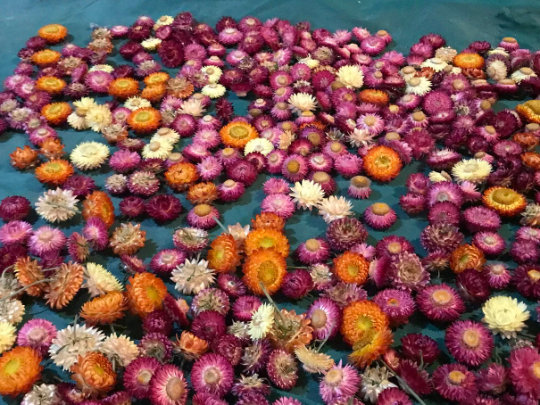 A pack of Assorted Strawflowers (dried) ready for use crafting