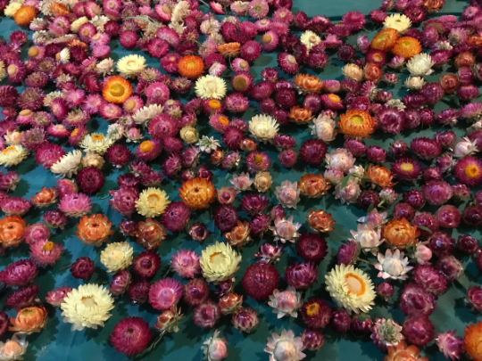 A pack of Assorted Strawflowers (dried) ready for use crafting