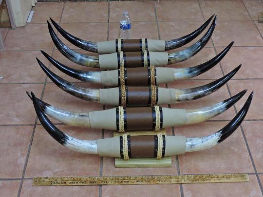 MOUNTED STEER BULL HORNS 3'0"- 3'5" TIP TO TIP (1 SET) COW BULL HORNS LONGHORNS