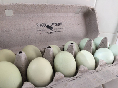 10+ Lavender / Black Purebred Ameraucana and Olive Egger Hatching Eggs