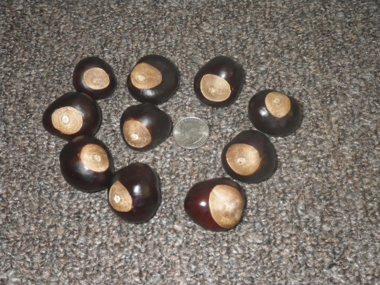 2018 Buckeye Nuts seeds Varied Sizes Ohio 25 per order Many Sizes