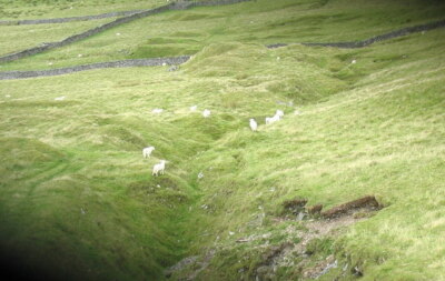 Photo 6x4 Sheep above a stope at the Egryn Mine Llanaber [[530360]] c2007