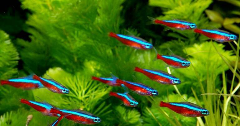 12 tropical neon tetra fish in Nelson Lancashire Gumtree