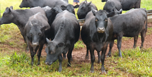 wagyu cows heifers angus lowline