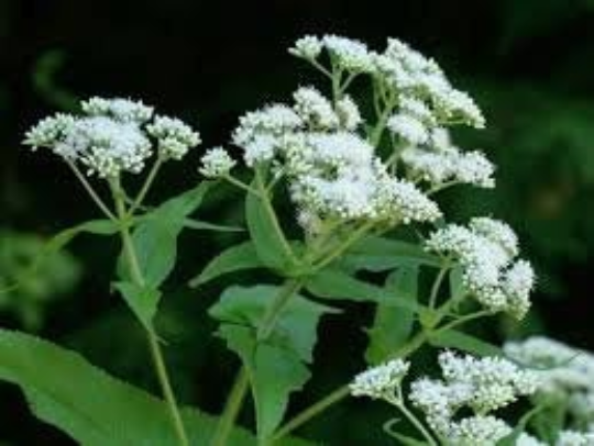 BONESET, 100, Eupatorium perfoliatum, Medicinal Herb, Perennial, Butterfly Plant