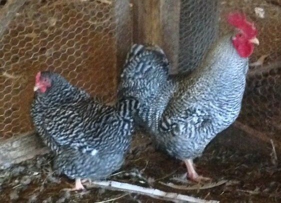 Assorted Bucket O'Eggs Fertile Chicken Hatching Eggs, Rare and Old Fashioned