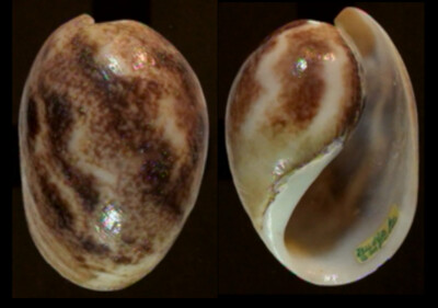 7875 Bulla ampulla - 50 mm - f+++ - Philippines - BIG and HEAVY!