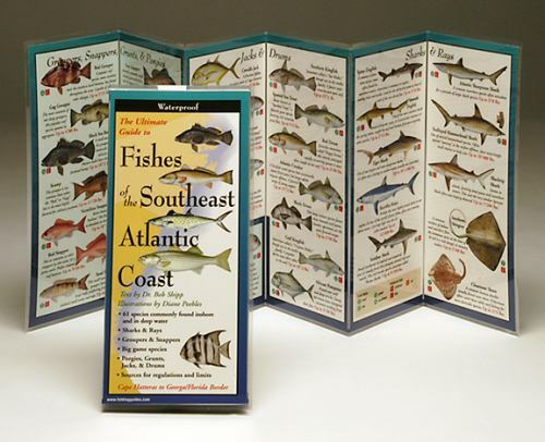 Australian Seafood Handbook,(英語) ハードカバー Australian Seafood Handbook,(英語) ハードカバー 本