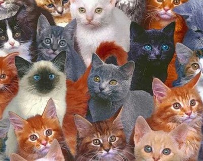 Grey Little Kittens 5D DIY Full Drill Diamond Painting Cross Stitch Decor