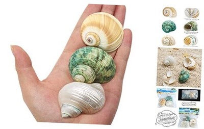 3 PCS Small Hermit Crab Shells 1.5~2Inch Small to Medium Hermit Crab Shells 