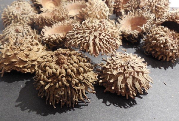 SAWTOOTH ACORN CAPS - 30 EACH - ALL NATURAL - CLEANED - CAPS ONLY