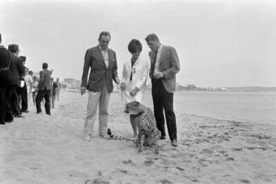 Luchino Visconti Claudia Cardinale Burt Lancaster with a cheetah o- Old Photo 2