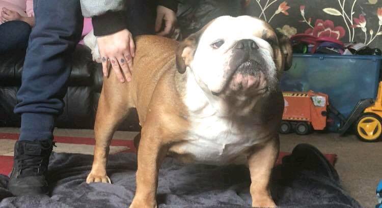 3 year old english bulldog in Newcastleton, Scottish