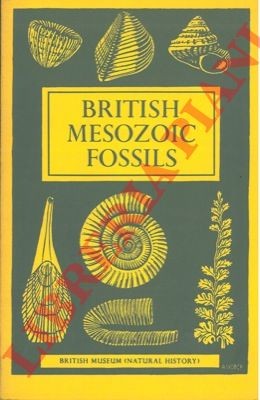 Paleontologia - British mesozoic fossils.