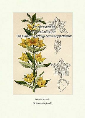 Punktierter Friedlos Gilbweiderich PrimelgewÃ¤Chse Zierpflanze Vilmorin A4 153