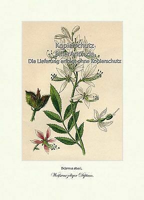 WeiÃWurzeliger Diptam Aschwurz Seifenbaumartige RautengewÃ¤Chse Vilmorin A3 069