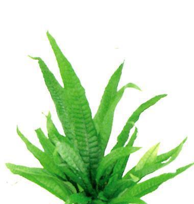 Bucephalandra Mukok Live Aquatic Buce Epiphyte Rhizome Fish Shrimp