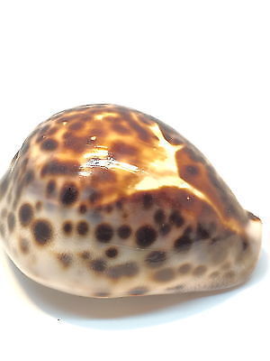 Cypraea Lyncia Camelopardalis Mariae Cafe Au Lait Big 78mm