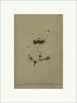 Zottiger Mannsschild Androsace Villosa L. Kalkalpen, KÃ¤Rnten Alpenflora 322