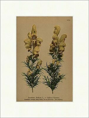 Giftheil Eisenhut Aconitum Anthora L. Zerstreut, Felsige Stellen Alpenflora 122