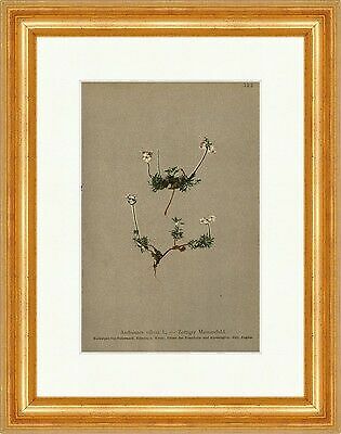 Zottiger Mannsschild Androsace Villosa L. Kalk KÃ¤Rnten Alpenflora 322 Gerahmt