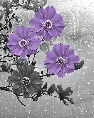 Floral Art Photographs