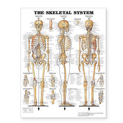 Anatomical Chart Co