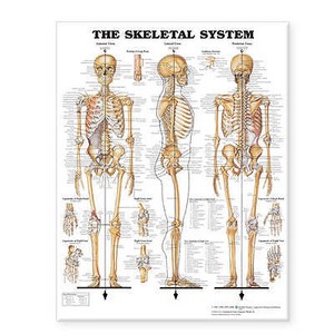 Anatomical Chart Book