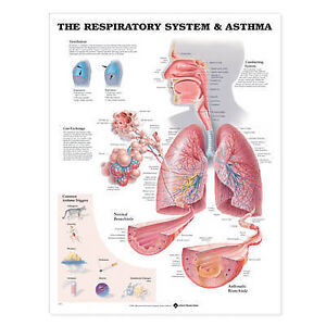 Respiratory System Chart Diagram