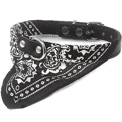 Dog Collars