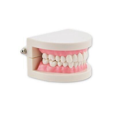 Dental Anatomy Study Model for Dentist Students Pink Gums Educational Tool