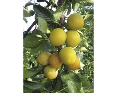 Mirabellenbaum FloraSelf Prunus domestica syriaca 'Nancy' H 150-180 cm Co 6 L